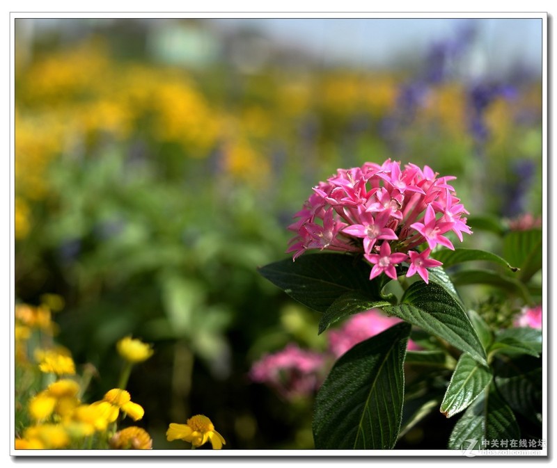 尼康AF 35mm f/2D    小景试拍
