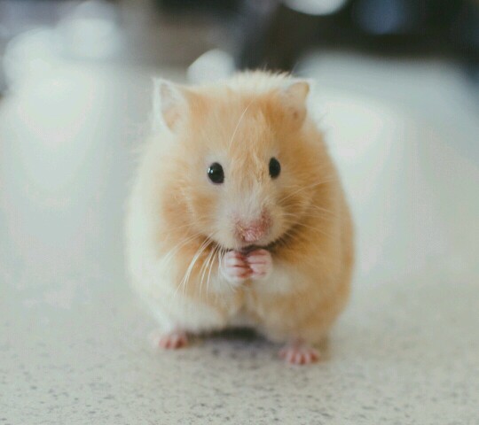 哪个大神帮忙组台4500左右的主机固态加机械硬盘的