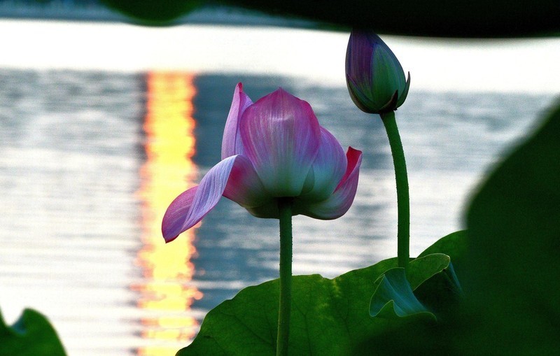 #回顾2019# —— 莲花池的黄昏