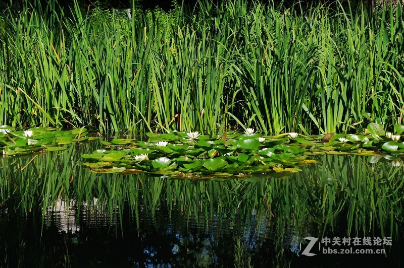 #白塔影集#公园随拍