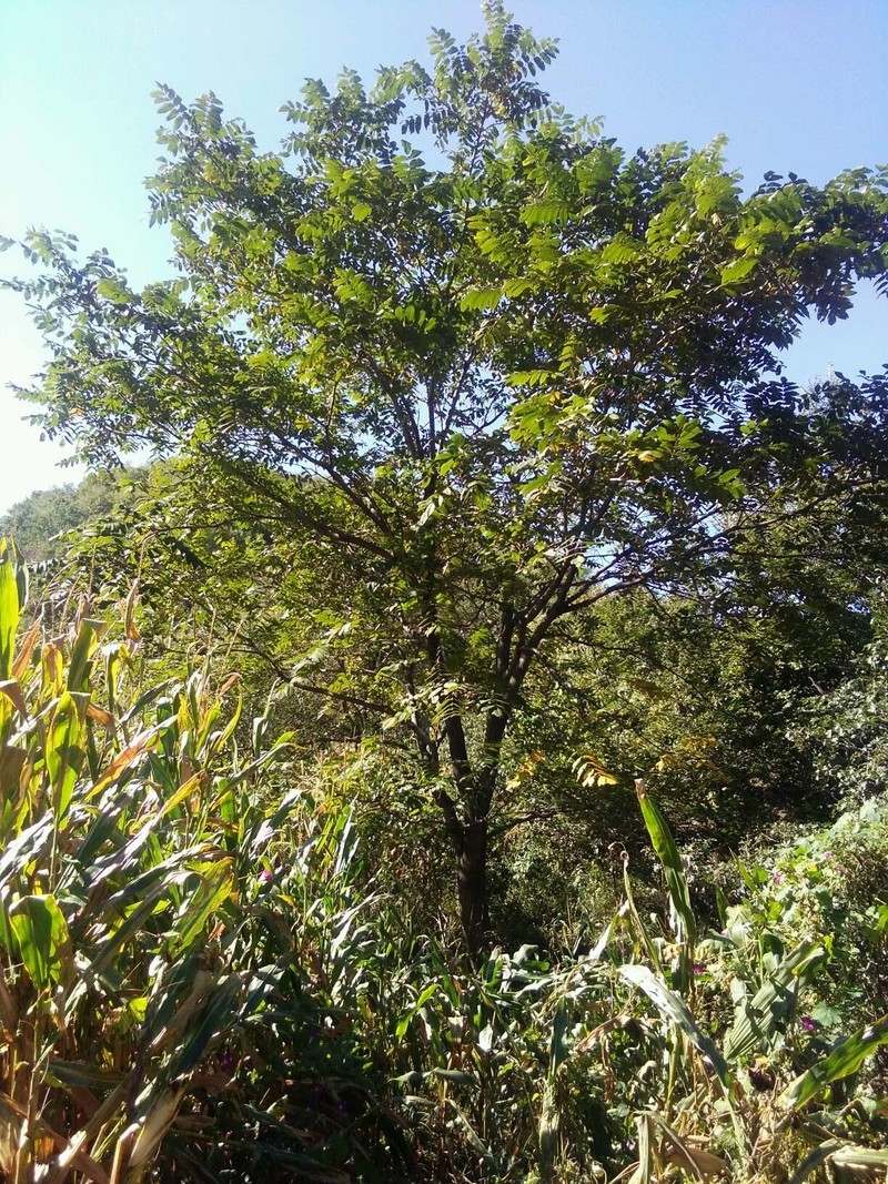 百年以上，摇钱树。15541450142