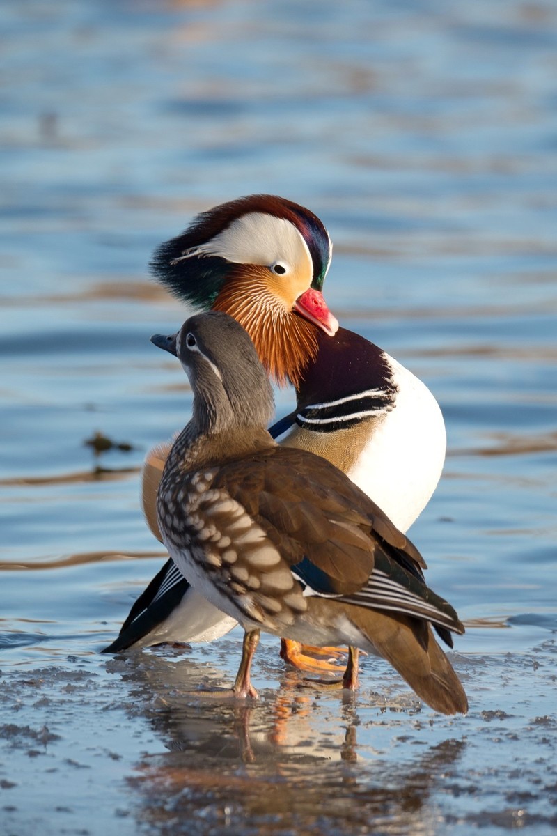 #回顾2019#     《冰河鸳鸯》冰河上，成双成对的鸳鸯恩爱有加。