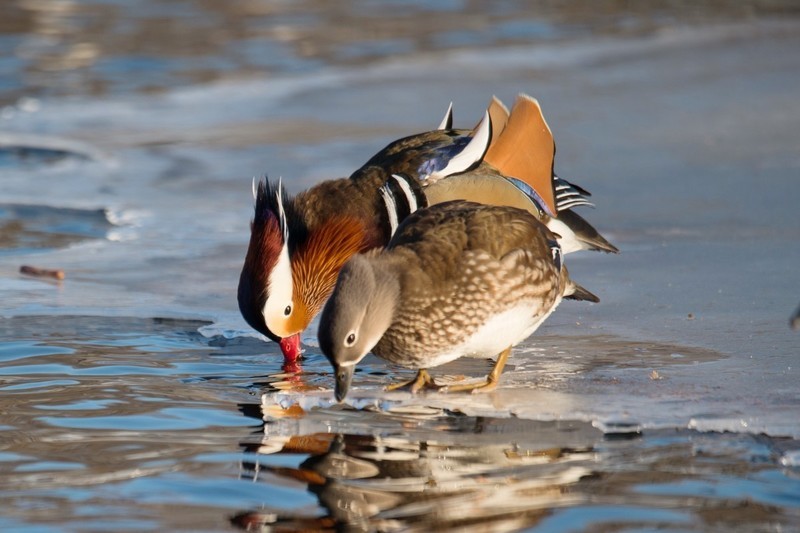 #回顾2019#     《冰河鸳鸯》冰河上，成双成对的鸳鸯恩爱有加。