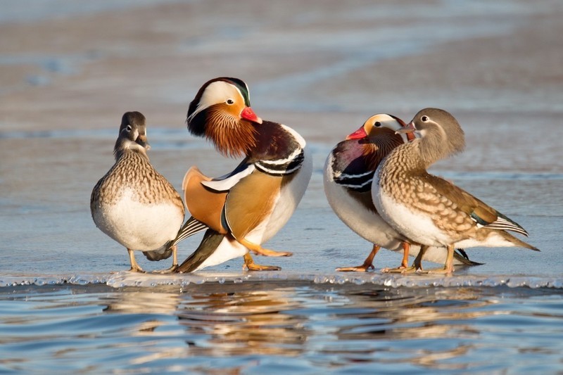 #回顾2019#     《冰河鸳鸯》冰河上，成双成对的鸳鸯恩爱有加。