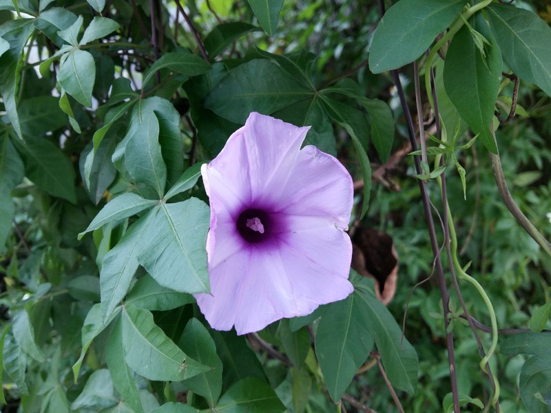 星空体育平台A5000户外拍照