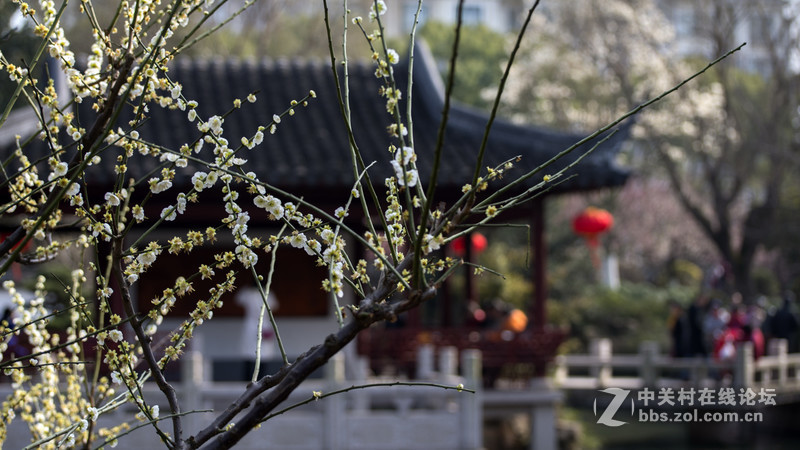 莘庄公园梅花