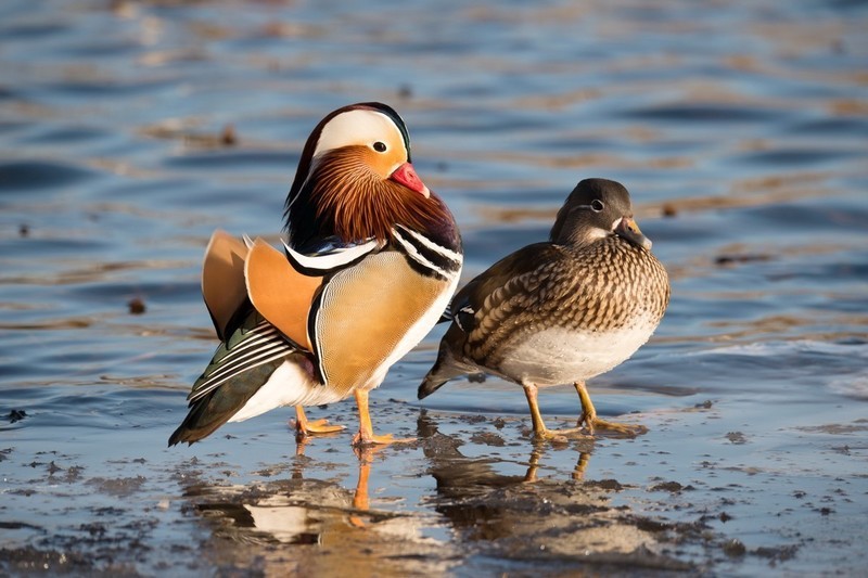 #回顾2019#     《冰河鸳鸯》冰河上，成双成对的鸳鸯恩爱有加。