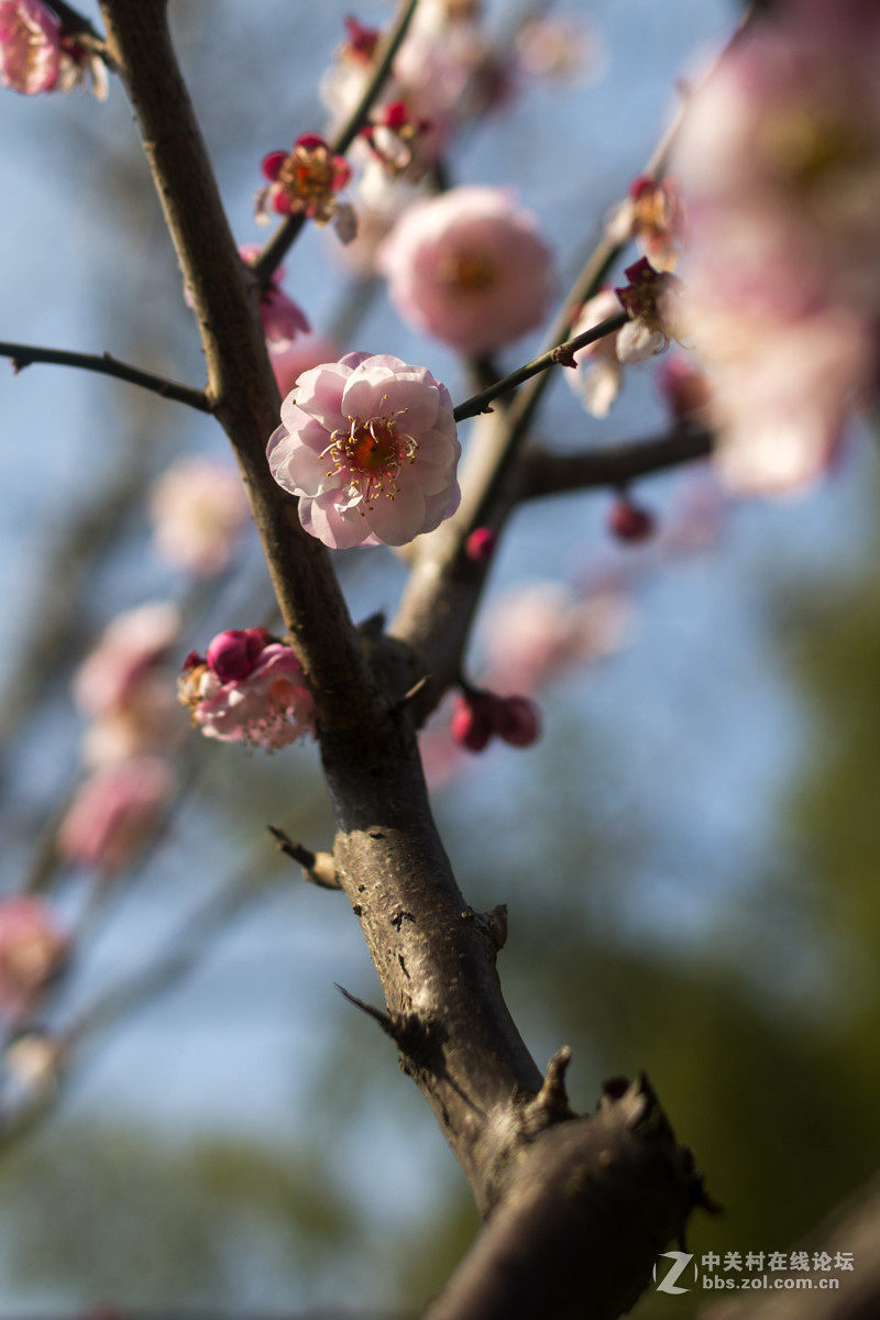 莘庄公园梅花