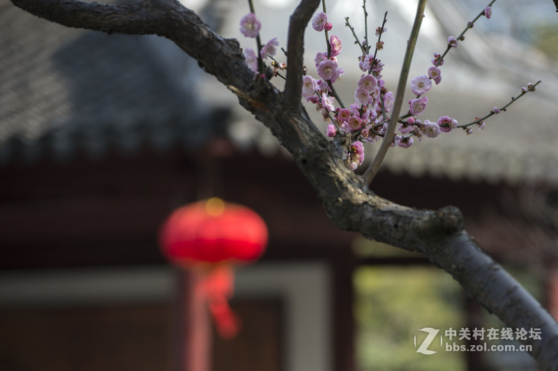 莘庄公园梅花