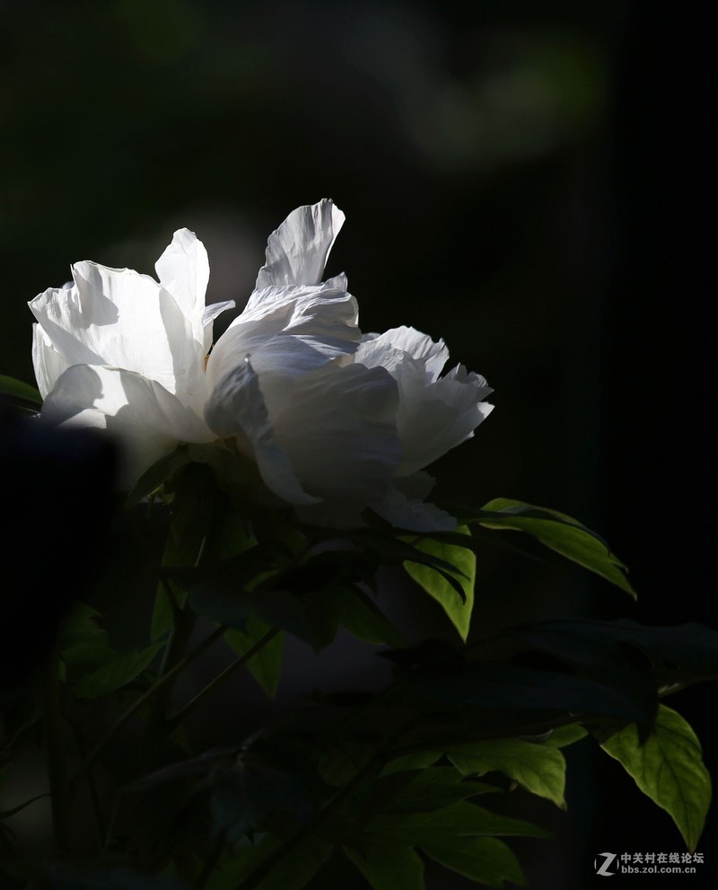 #版主坐堂#2017年4月份佳能100-400镜头板块优秀作品汇总