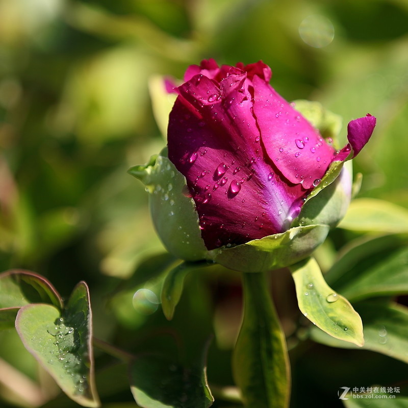 #版主坐堂#2017年4月份佳能100-400镜头板块优秀作品汇总