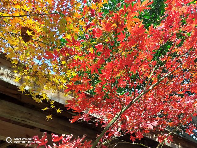 脑洞大开的设计，手机拿反了也能用，超100%屏占比