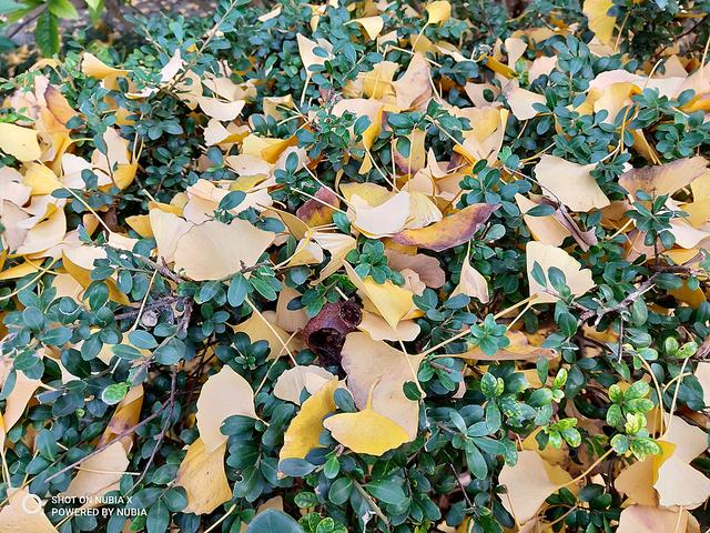 脑洞大开的设计，手机拿反了也能用，超100%屏占比