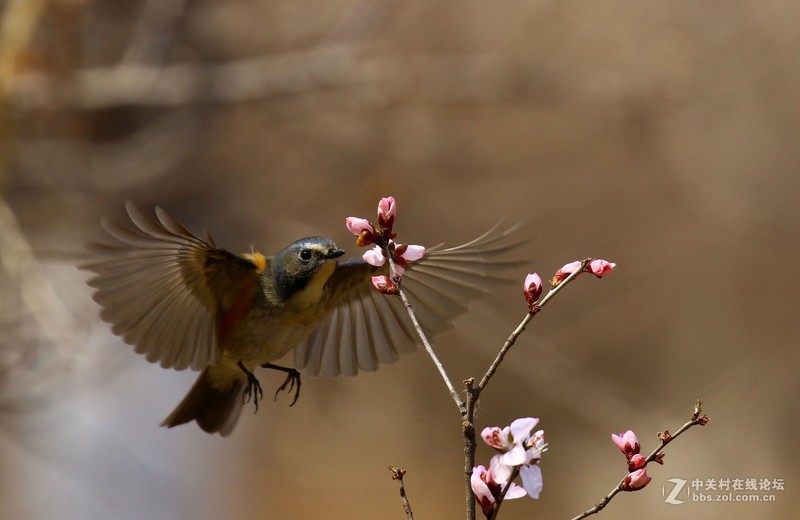 #版主坐堂#2017年4月份佳能100-400镜头板块优秀作品汇总