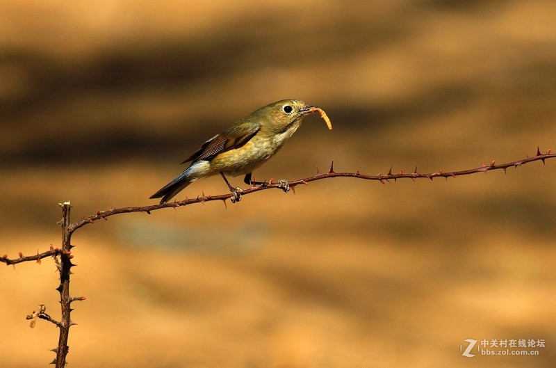 #版主坐堂#2017年4月份佳能100-400镜头板块优秀作品汇总
