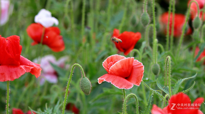#版主坐堂#2017年4月份佳能100-400镜头板块优秀作品汇总