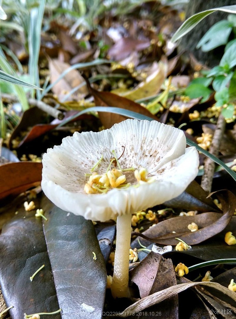 桂雨清秋骁龙版红米note4拍摄