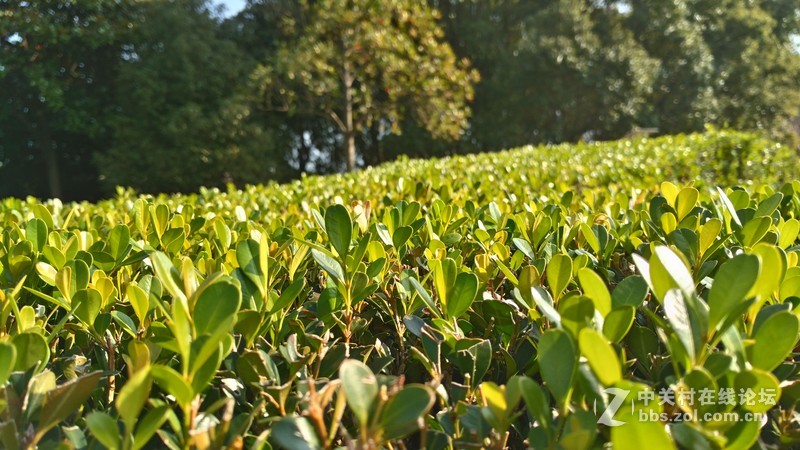 联想乐檬X3 随手拍~