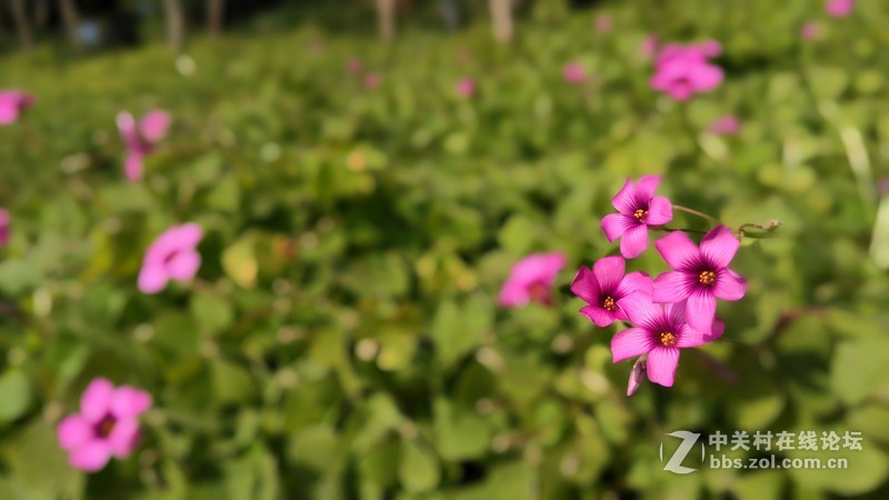 联想乐檬X3 随手拍~