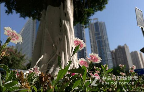 谁说Mate 8拍照不好的？让你们看看，有图有真相