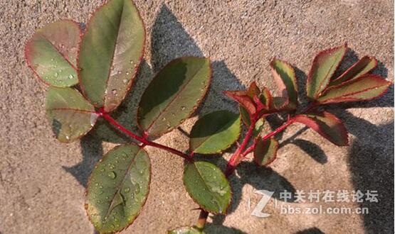 谁说Mate 8拍照不好的？让你们看看，有图有真相