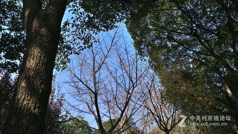 联想乐檬X3 随手拍~