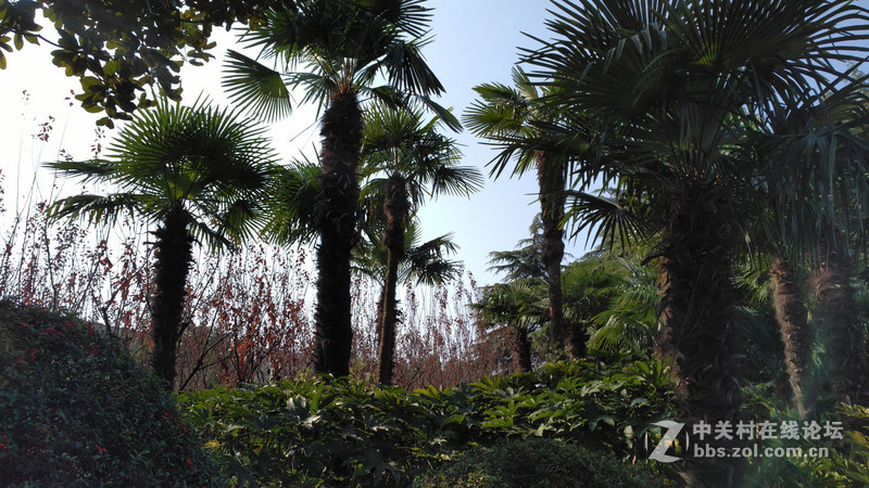 联想乐檬X3 随手拍~