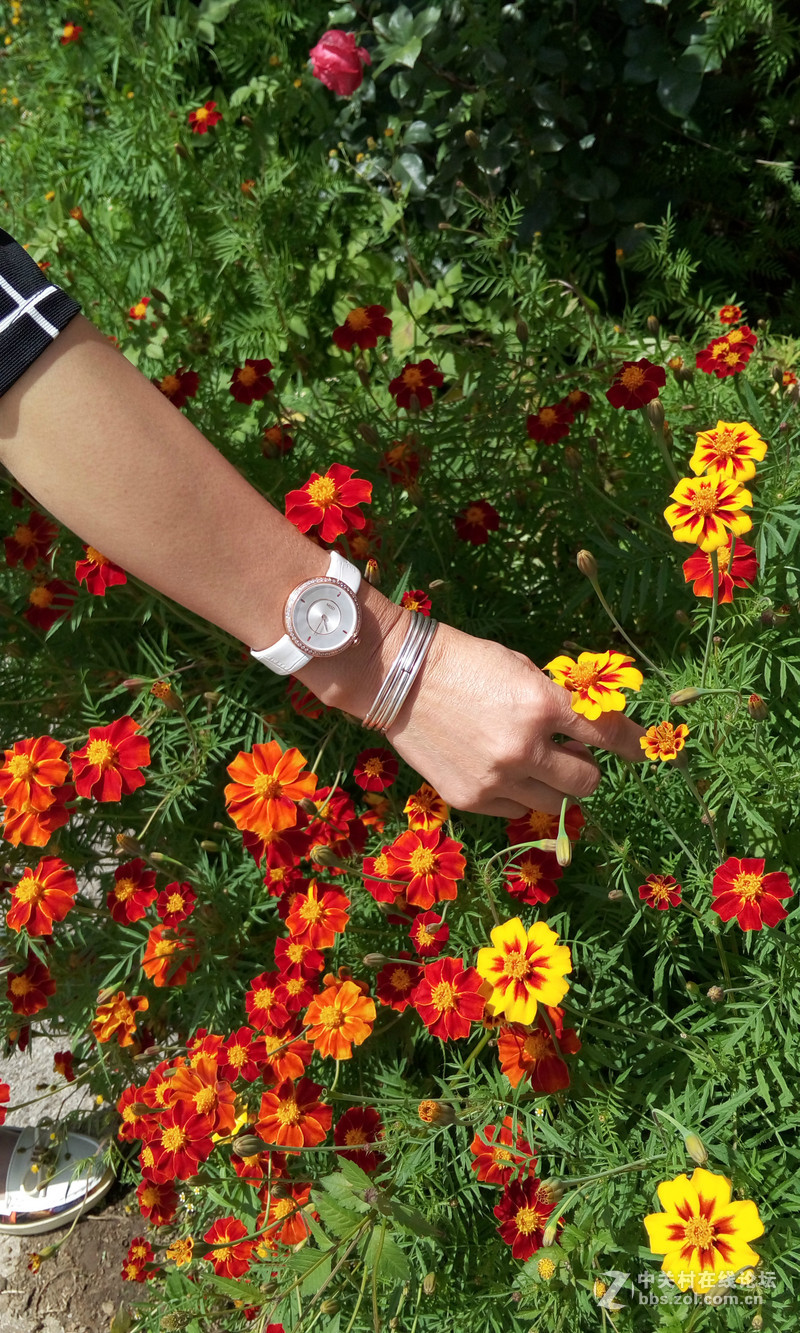 【朵唯MISD智能宝石腕表】绿叶丛中一点亮！