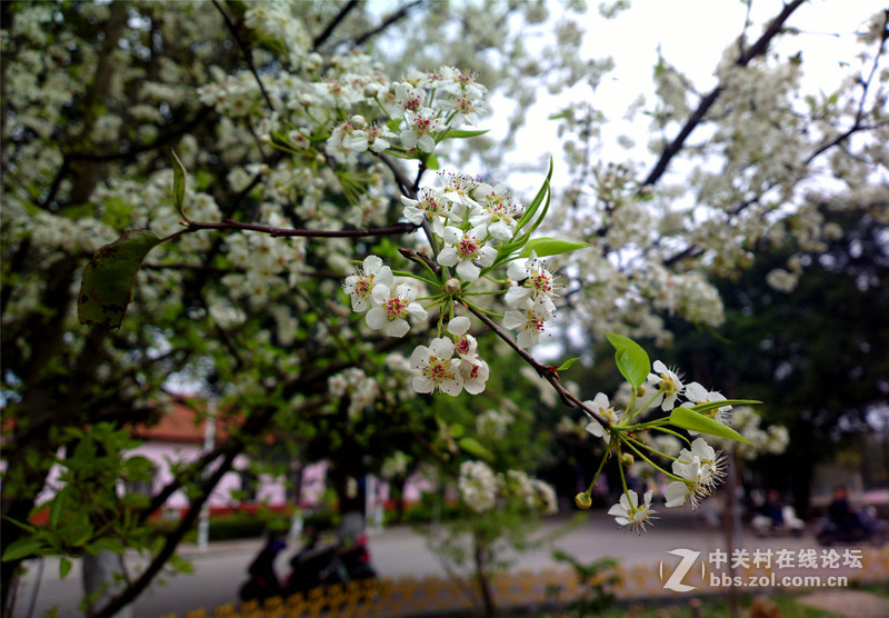 ————春色无边.梨花醉人————NOKIA-808