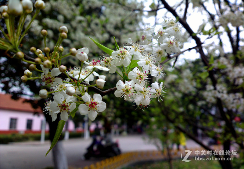 ————春色无边.梨花醉人————NOKIA-808