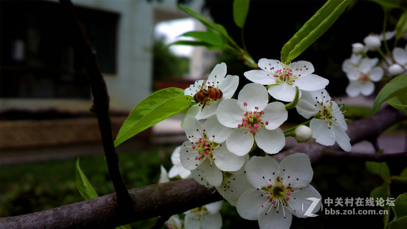 ————春色无边.梨花醉人————NOKIA-808