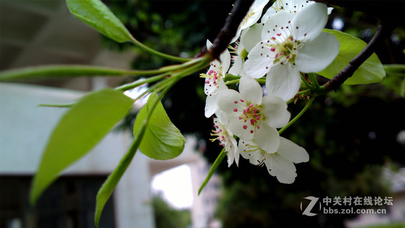 ————春色无边.梨花醉人————NOKIA-808