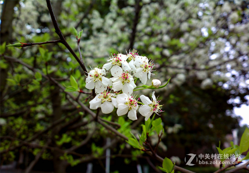 ————春色无边.梨花醉人————NOKIA-808