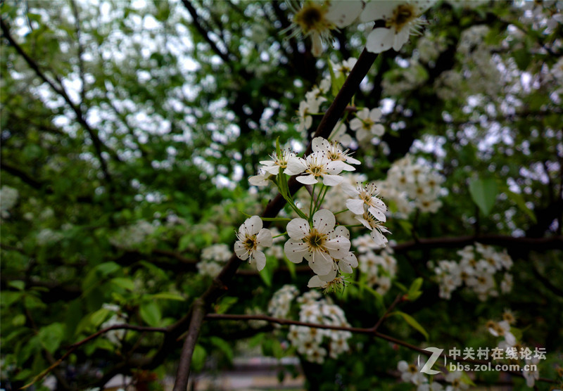 ————春色无边.梨花醉人————NOKIA-808