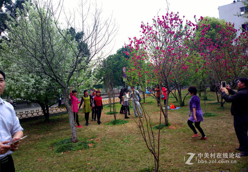 ————春色无边.梨花醉人————NOKIA-808