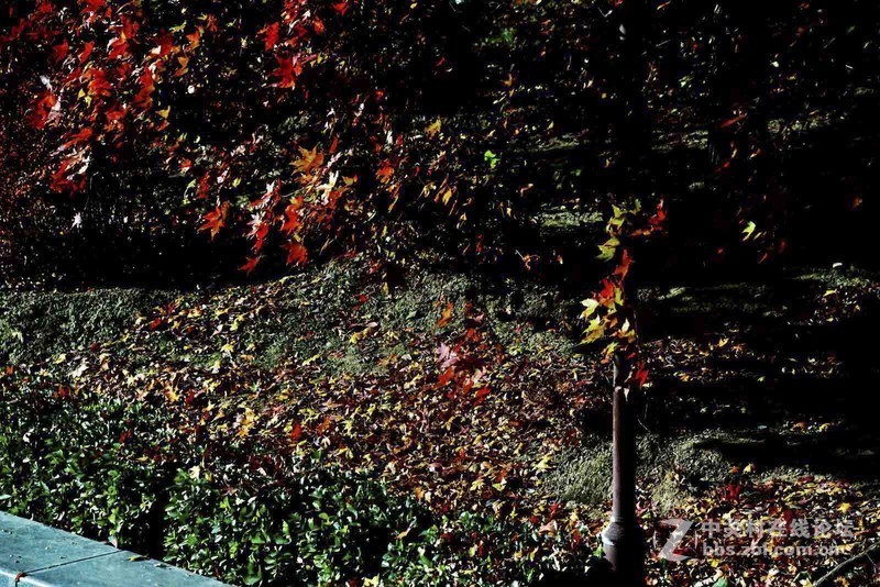 挽留深秋美景   北京推迟清扫落叶