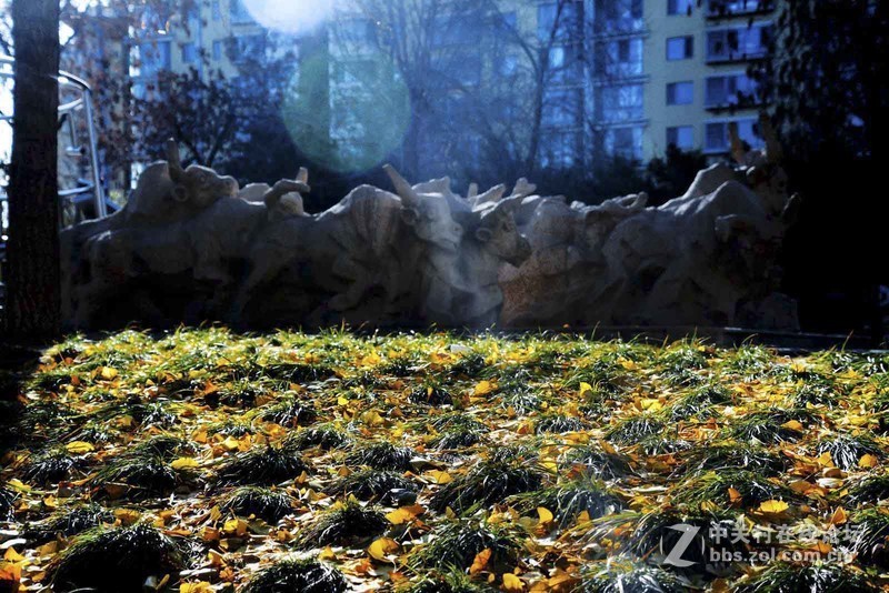 挽留深秋美景   北京推迟清扫落叶