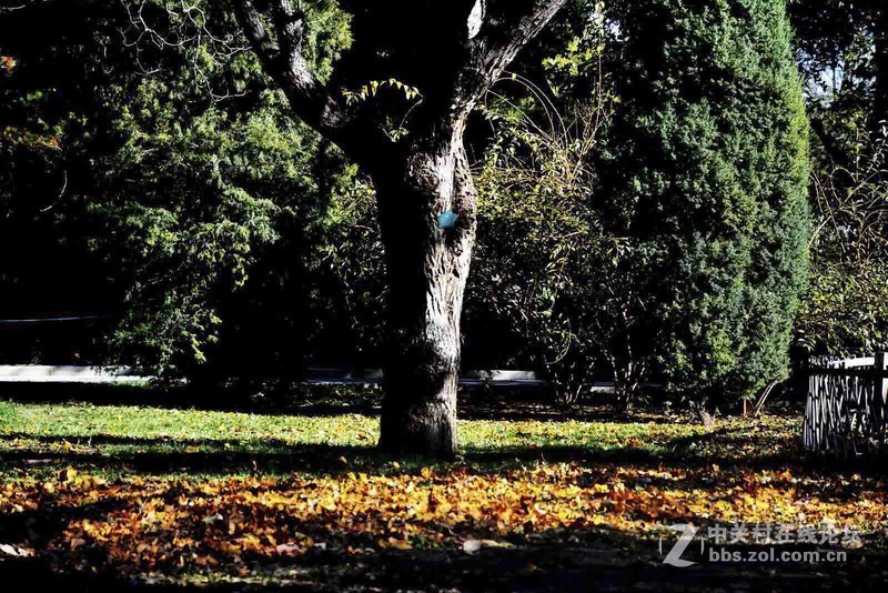 挽留深秋美景   北京推迟清扫落叶