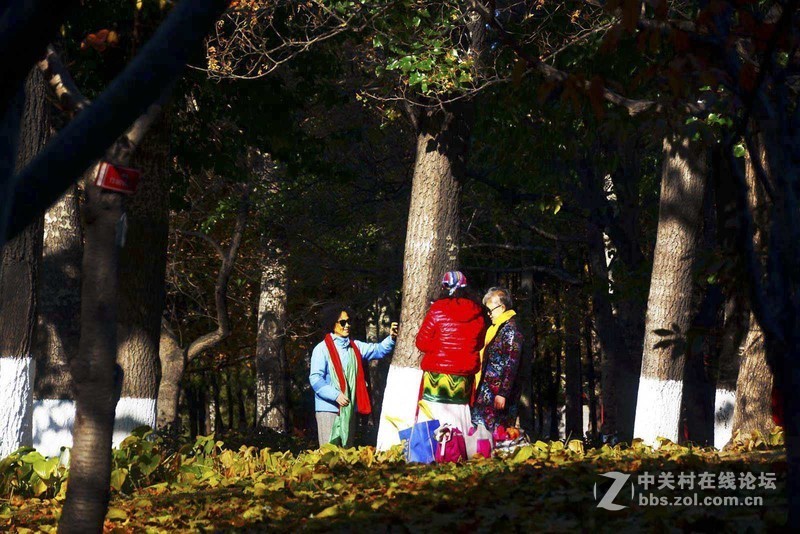 挽留深秋美景   北京推迟清扫落叶