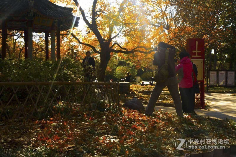 挽留深秋美景   北京推迟清扫落叶