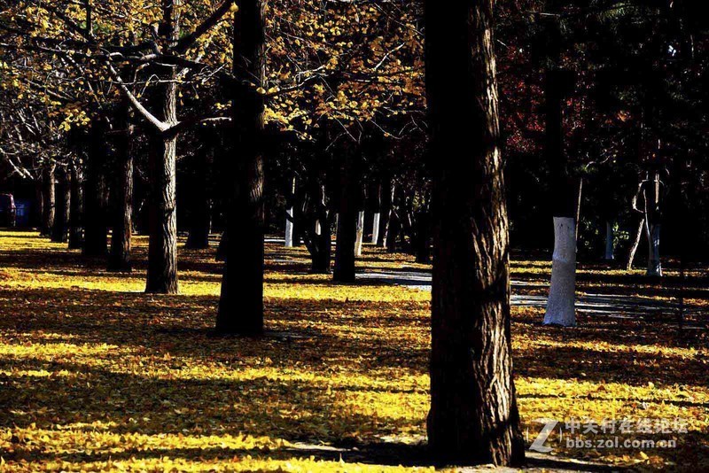 挽留深秋美景   北京推迟清扫落叶