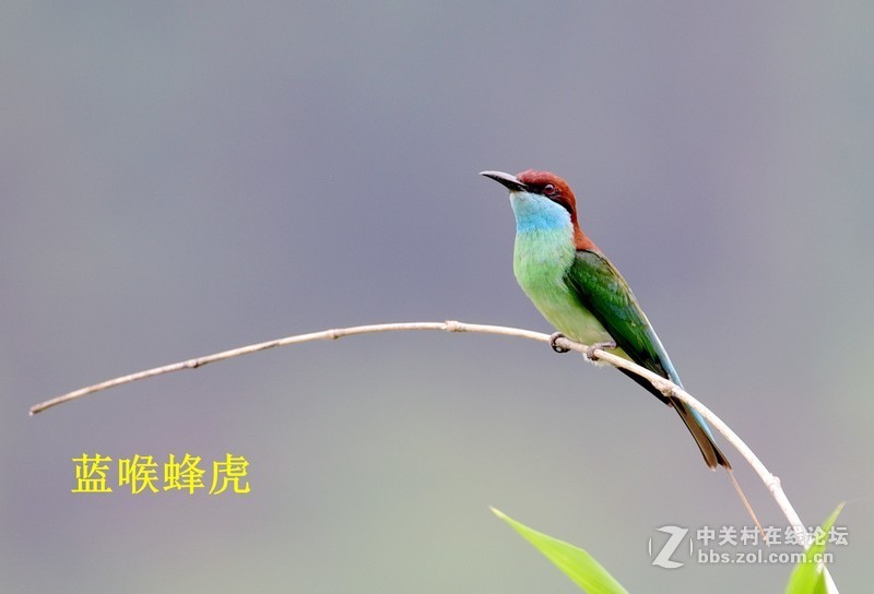 尤溪洋中 蓝喉蜂虎