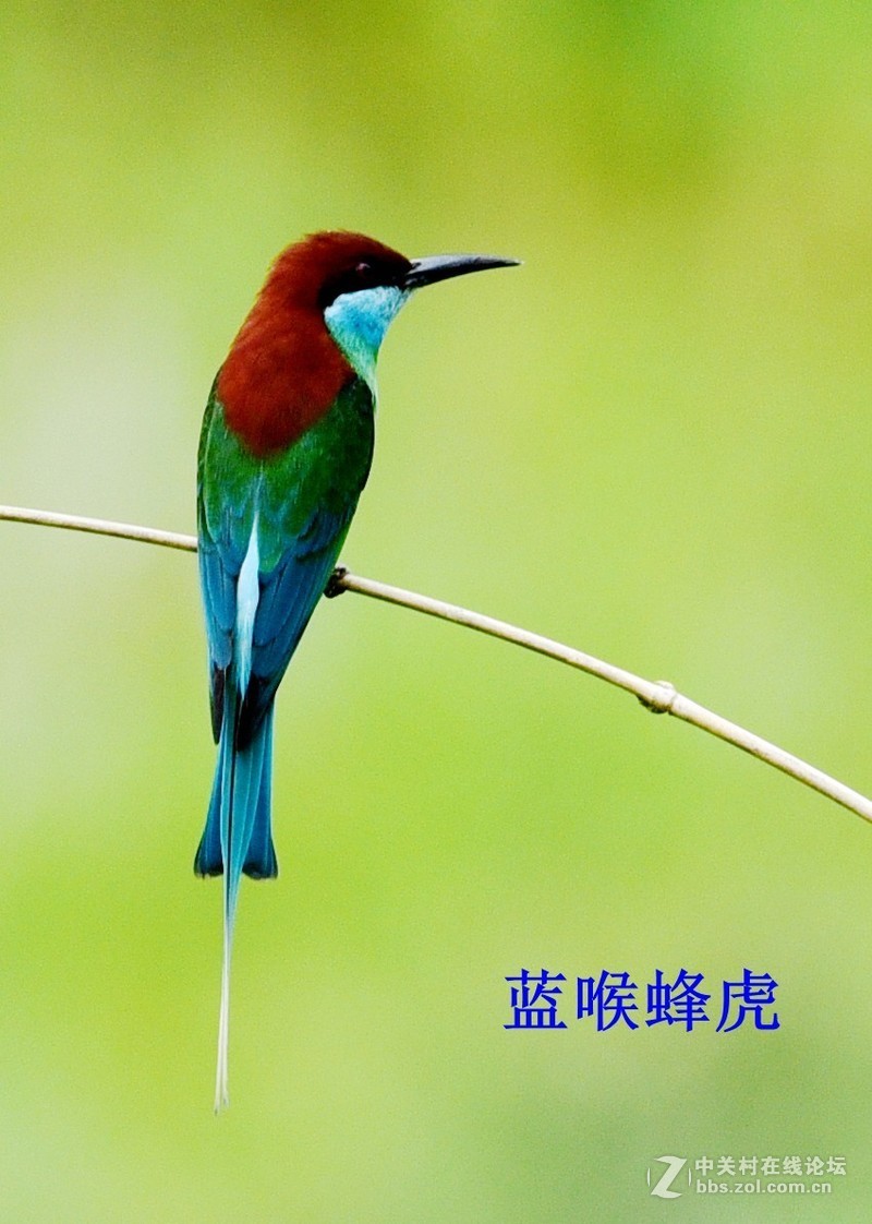 尤溪洋中 蓝喉蜂虎