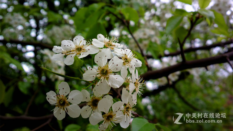 ————春色无边.梨花醉人————NOKIA-808