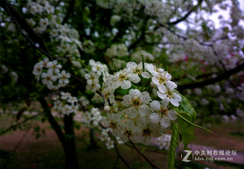 ————春色无边.梨花醉人————NOKIA-808