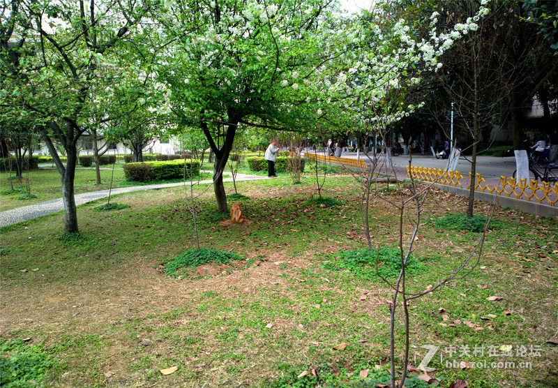 ————春色无边.梨花醉人————NOKIA-808