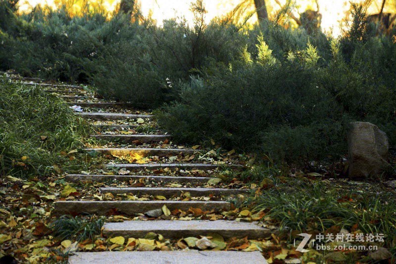 挽留深秋美景   北京推迟清扫落叶