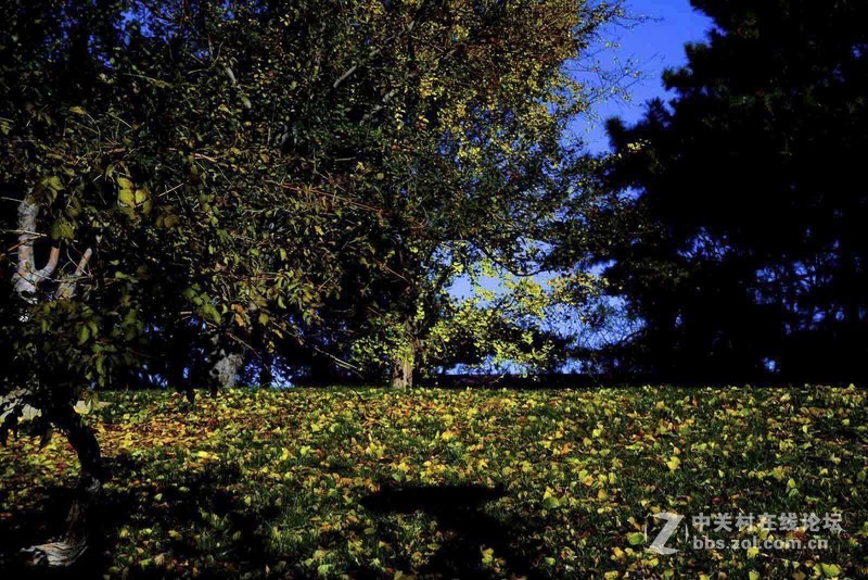 挽留深秋美景   北京推迟清扫落叶