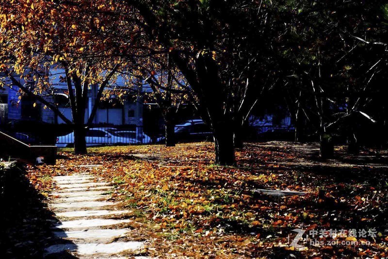 挽留深秋美景   北京推迟清扫落叶