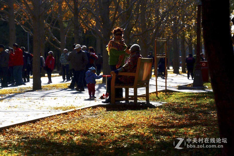 挽留深秋美景   北京推迟清扫落叶